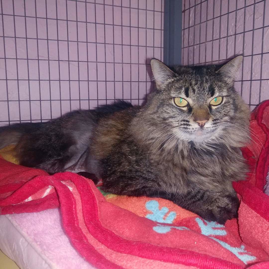 Adopt a friend: Pyper